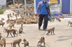 Monkeys.